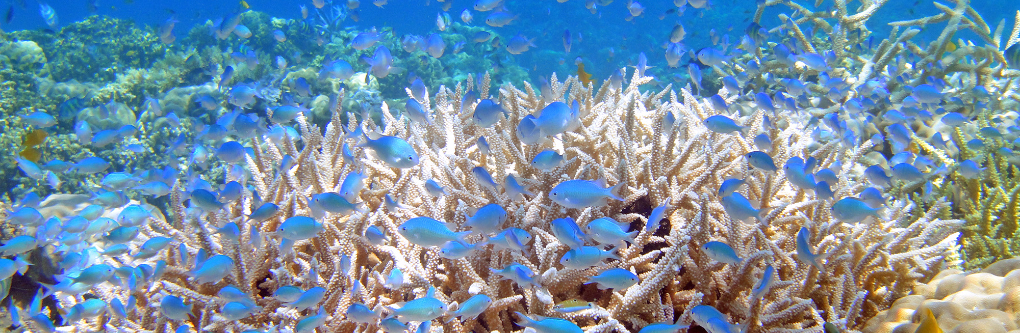 海の環境保全活動